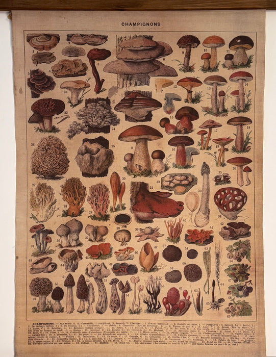 Vintage Botanical Wall Hanging – "Champignons"