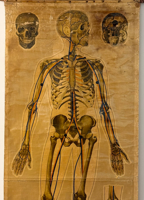Anatomical Poster, 'Pressure Points & Blood Flow' by J.Teck