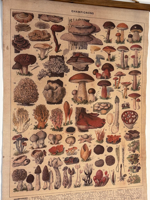 Vintage Botanical Wall Hanging – "Champignons"