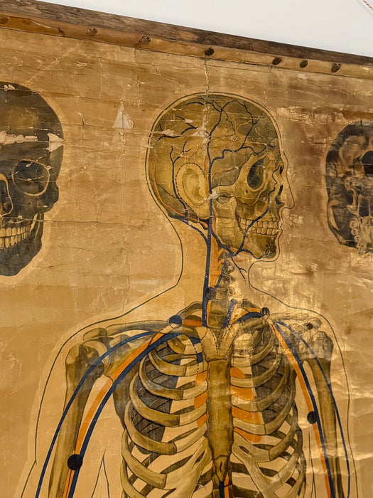 Anatomical Poster, 'Pressure Points & Blood Flow' by J.Teck