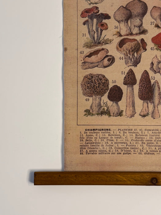 Vintage Botanical Wall Hanging – "Champignons"
