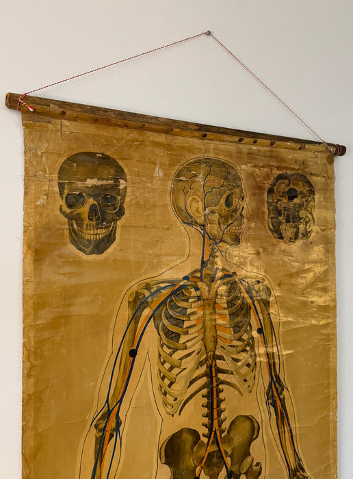 Anatomical Poster, 'Pressure Points & Blood Flow' by J.Teck