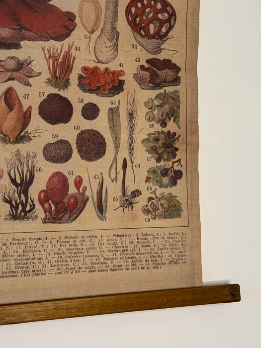 Vintage Botanical Wall Hanging – "Champignons"