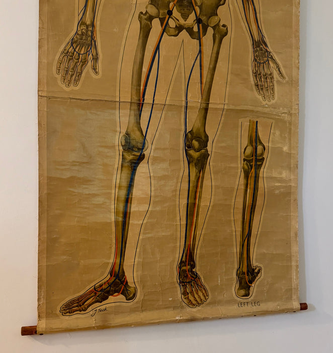 Anatomical Poster, 'Pressure Points & Blood Flow' by J.Teck
