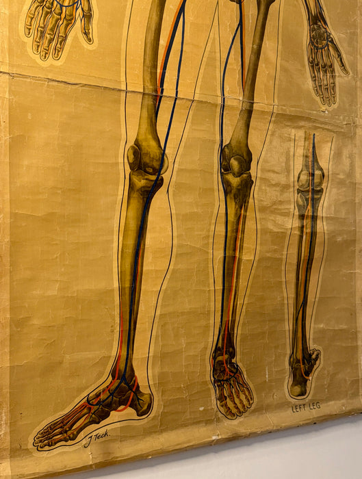 Anatomical Poster, 'Pressure Points & Blood Flow' by J.Teck