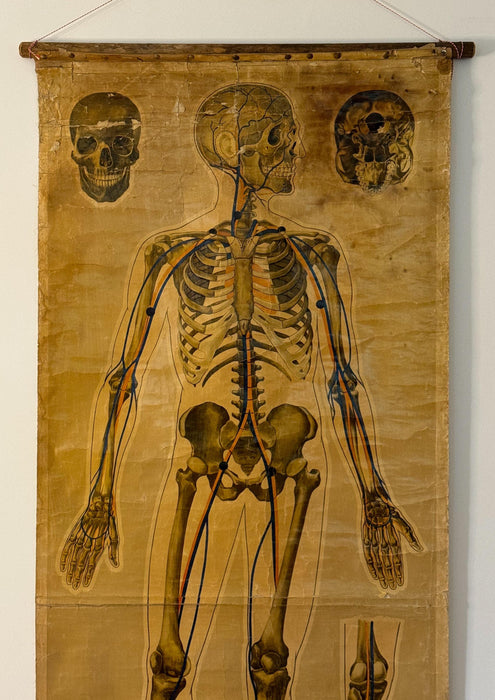 A Large St Johns Ambulance Anatomical Poster, 'Pressure Points & Blood Flow' by J.Teck, Circa 1940s