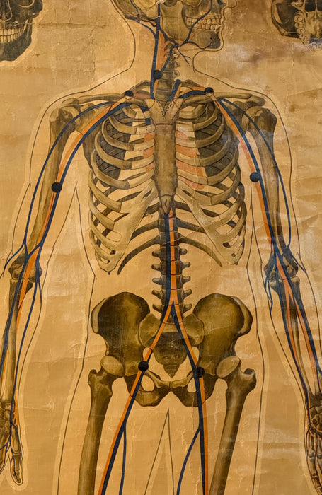 A Large St Johns Ambulance Anatomical Poster, 'Pressure Points & Blood Flow' by J.Teck, Circa 1940s